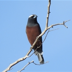 Artamus superciliosus (White-browed Woodswallow) at Windorah, QLD - 18 Aug 2025 by HelenCross