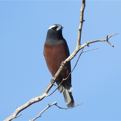 Artamus superciliosus (White-browed Woodswallow) at Windorah, QLD - 18 Aug 2025 by HelenCross