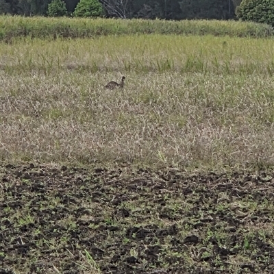 Dromaius novaehollandiae (Emu) at Tyndale, NSW - 6 Sep 2025 by Topwood