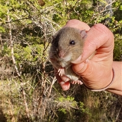 Muridae (family) at Pillar Valley, NSW - 2 Jun 2023 by Topwood