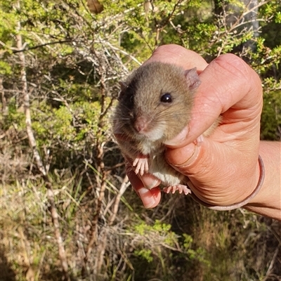 Muridae (family) at Pillar Valley, NSW - 2 Jun 2023 by Topwood