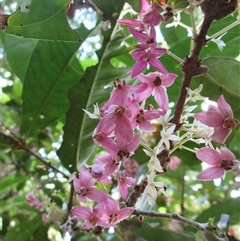 Chionanthus sleumeri at Syndicate, QLD - 2 Feb 2015 by JasonPStewart