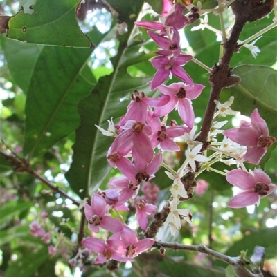 Chionanthus sleumeri at Syndicate, QLD - 2 Feb 2015 by JasonPStewart