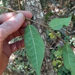 Streblus brunonianus (Whalebone Tree, White Handlewood) at Pappinbarra, NSW - 12 Sep 2025 by jonvanbeest