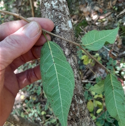 Streblus brunonianus (Whalebone Tree, White Handlewood) at Pappinbarra, NSW - 12 Sep 2025 by jonvanbeest