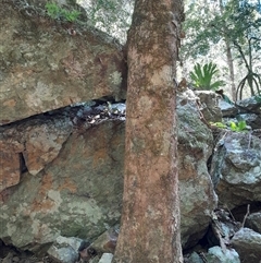 Scolopia braunii (Flintwood) at Pappinbarra, NSW - 12 Sep 2025 by jonvanbeest