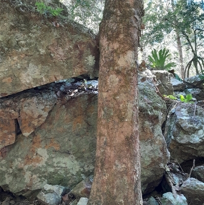 Scolopia braunii (Flintwood) at Pappinbarra, NSW - 12 Sep 2025 by jonvanbeest