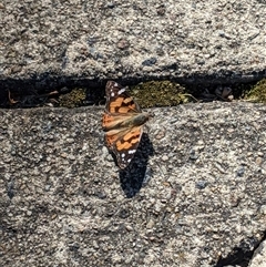 Vanessa kershawi (Australian Painted Lady) at Narrabundah, ACT - 13 Sep 2025 by arcencielbleu