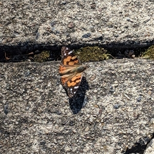 Vanessa kershawi (Australian Painted Lady) at Narrabundah, ACT - 13 Sep 2025 by arcencielbleu