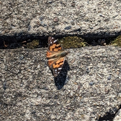 Vanessa kershawi (Australian Painted Lady) at Narrabundah, ACT - 13 Sep 2025 by arcencielbleu