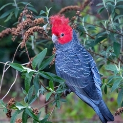 Callocephalon fimbriatum (Gang-gang Cockatoo) at Penrose, NSW - 12 Sep 2025 by Aussiegall