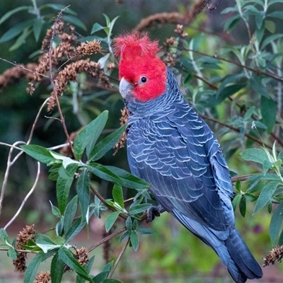 Callocephalon fimbriatum (Gang-gang Cockatoo) at Penrose, NSW - 12 Sep 2025 by Aussiegall