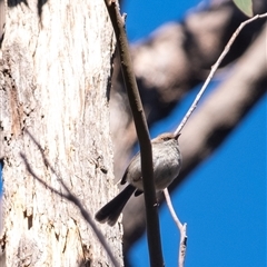 Malurus cyaneus (Superb Fairywren) at Bundanoon, NSW - 13 Sep 2025 by Aussiegall