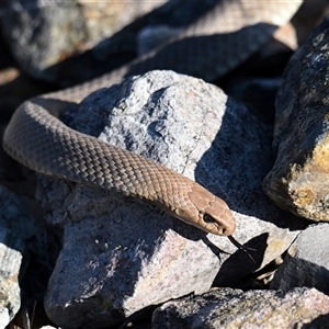Pseudonaja textilis (Eastern Brown Snake) at Fyshwick, ACT - 13 Sep 2025 by davidcunninghamwildlife
