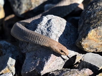 Pseudonaja textilis (Eastern Brown Snake) at Fyshwick, ACT - 13 Sep 2025 by davidcunninghamwildlife