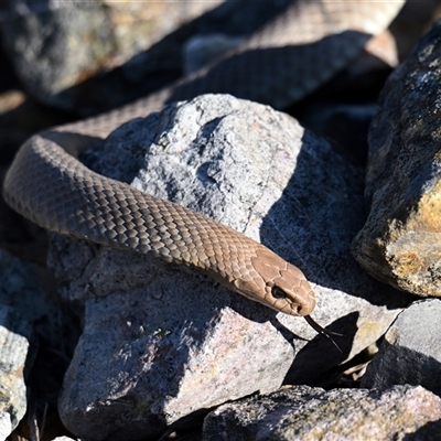 Pseudonaja textilis (Eastern Brown Snake) at Fyshwick, ACT - 13 Sep 2025 by davidcunninghamwildlife