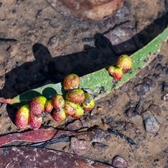Unverified Eucalyptus Gall at Bundanoon, NSW - 13 Sep 2025 by Aussiegall