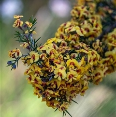 Dillwynia sieberi at Bundanoon, NSW - 13 Sep 2025 by Aussiegall
