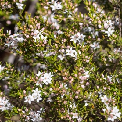 Eriostemon australasius at Bundanoon, NSW - 13 Sep 2025 by Aussiegall