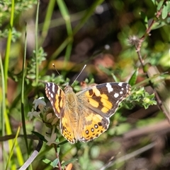 Vanessa kershawi (Australian Painted Lady) at Bundanoon, NSW - 13 Sep 2025 by Aussiegall