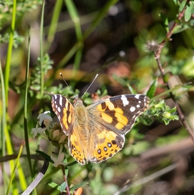 Vanessa kershawi (Australian Painted Lady) at Bundanoon, NSW - 13 Sep 2025 by Aussiegall