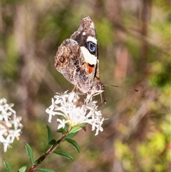 Vanessa itea (Yellow Admiral) at Bundanoon, NSW - 13 Sep 2025 by Aussiegall