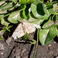 Scopula rubraria (Reddish Wave, Plantain Moth) at Penrose, NSW - 13 Sep 2025 by Aussiegall