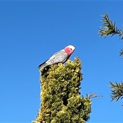 Eolophus roseicapilla (Galah) at Macarthur, ACT - 13 Sep 2025 by mjc