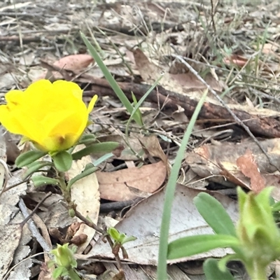 Hibbertia sp. at Bucketty, NSW - 14 Sep 2025 by MartinPredavec