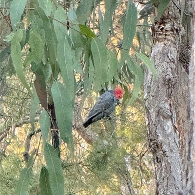 Callocephalon fimbriatum (Gang-gang Cockatoo) at Laguna, NSW - 14 Sep 2025 by MartinPredavec