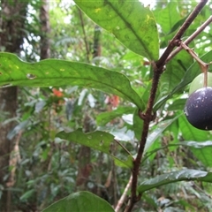 Chionanthus sleumeri at Syndicate, QLD - 11 Aug 2022 by JasonPStewart