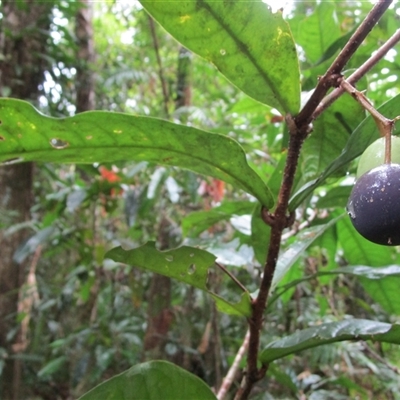 Chionanthus sleumeri at Syndicate, QLD - 11 Aug 2022 by JasonPStewart