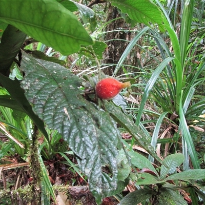 Atractocarpus hirtus (hairy indigenous gardenia) at Syndicate, QLD - 11 Aug 2022 by JasonPStewart