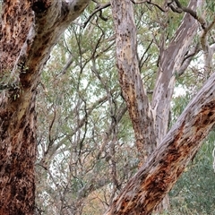 Eucalyptus bridgesiana at West Wodonga, VIC - 8 Jul 2025 by KylieWaldon