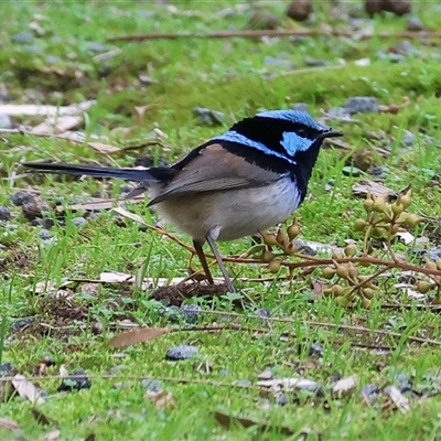 Malurus cyaneus (Superb Fairywren) at West Wodonga, VIC - 8 Jul 2025 by KylieWaldon