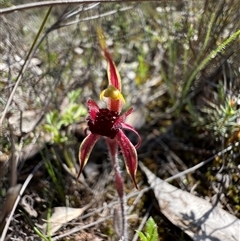 Caladenia actensis (Canberra Spider Orchid) by RangerRiley