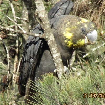 Calyptorhynchus lathami lathami (Glossy Black-Cockatoo) at Marulan, NSW - 21 Mar 2020 by GITM2