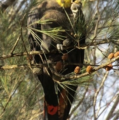 Calyptorhynchus lathami lathami at Marulan, NSW - suppressed