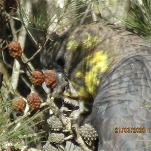 Calyptorhynchus lathami lathami at Marulan, NSW - suppressed