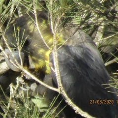 Calyptorhynchus lathami lathami at Marulan, NSW - suppressed