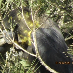 Calyptorhynchus lathami lathami at Marulan, NSW - suppressed