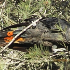 Calyptorhynchus lathami lathami at Marulan, NSW - suppressed