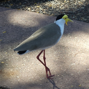 Vanellus miles (Masked Lapwing) at Parap, NT - 8 May 2025 by RobG1
