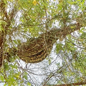 Morelia spilota (Carpet Python) by Topwood