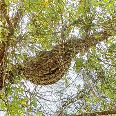 Morelia spilota (Carpet Python) at  - suppressed by Topwood
