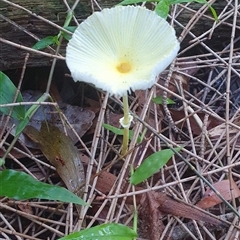 Leucocoprinus sp. (Leucocoprinus sp.) at Shark Creek, NSW - 17 Mar 2023 by Topwood