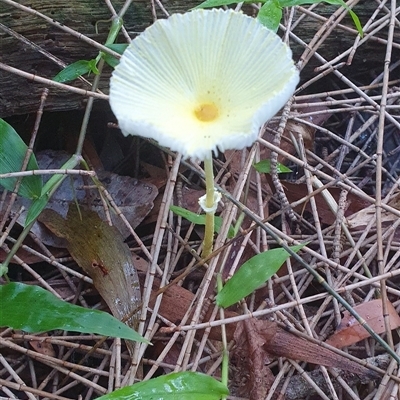 Leucocoprinus sp. (Leucocoprinus sp.) at Shark Creek, NSW - 17 Mar 2023 by Topwood