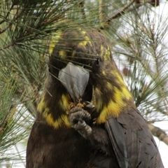 Calyptorhynchus lathami lathami (Glossy Black-Cockatoo) at Marulan, NSW - 18 Jul 2020 by GITM2