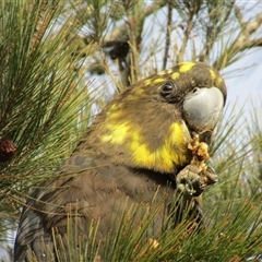 Calyptorhynchus lathami lathami at Marulan, NSW - suppressed