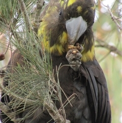 Calyptorhynchus lathami lathami at Marulan, NSW - suppressed